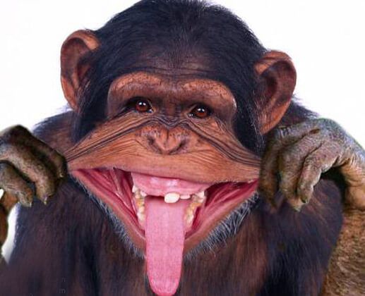 High Quality Monkey Smile Blank Meme Template