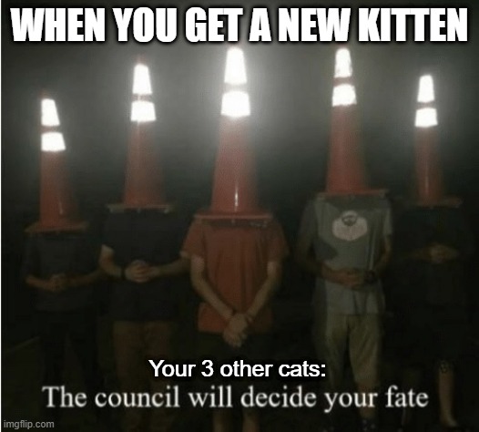 Cats can be judgemental |  WHEN YOU GET A NEW KITTEN; Your 3 other cats: | image tagged in the council will decide your fate,cats,pets | made w/ Imgflip meme maker