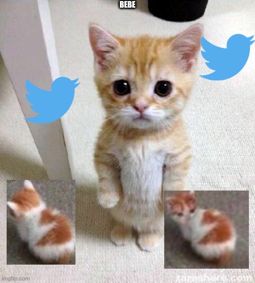 bebe | BEBE | image tagged in memes,cute cat | made w/ Imgflip meme maker