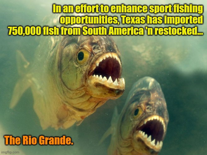 Somethin' fishy goin' on here. | In an effort to enhance sport fishing opportunities, Texas has imported 750,000 fish from South America 'n restocked... The Rio Grande. | made w/ Imgflip meme maker