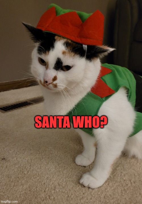 Santa who? | SANTA WHO? | image tagged in santa,bad santa,christmas | made w/ Imgflip meme maker
