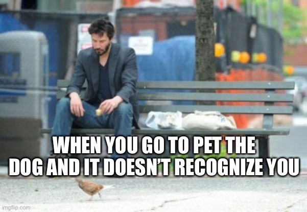 Sad Keanu Meme | WHEN YOU GO TO PET THE DOG AND IT DOESN’T RECOGNIZE YOU | image tagged in memes,sad keanu,DIDmemes | made w/ Imgflip meme maker