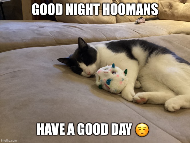 Good night ? | GOOD NIGHT HOOMANS; HAVE A GOOD DAY ☺️ | image tagged in cute cat | made w/ Imgflip meme maker