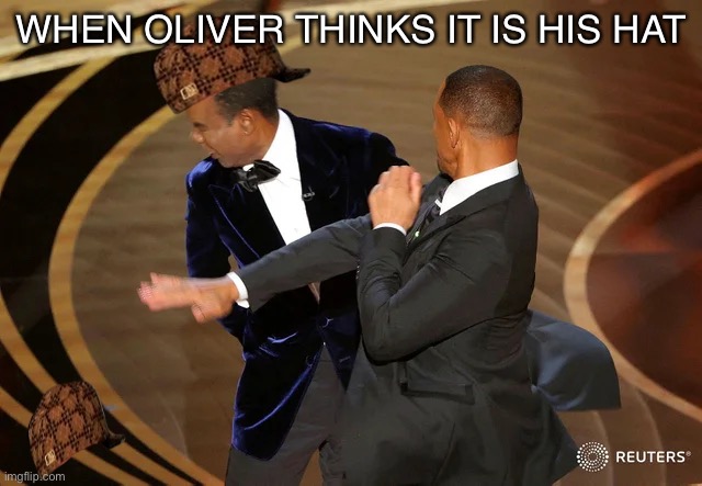 Will Smith punching Chris Rock | WHEN OLIVER THINKS IT IS HIS HAT | image tagged in will smith punching chris rock | made w/ Imgflip meme maker