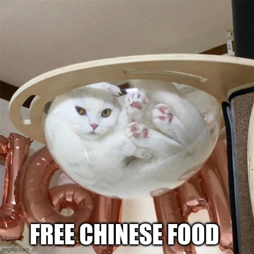 cat in bowl | FREE CHINESE FOOD | image tagged in cat in bowl | made w/ Imgflip meme maker