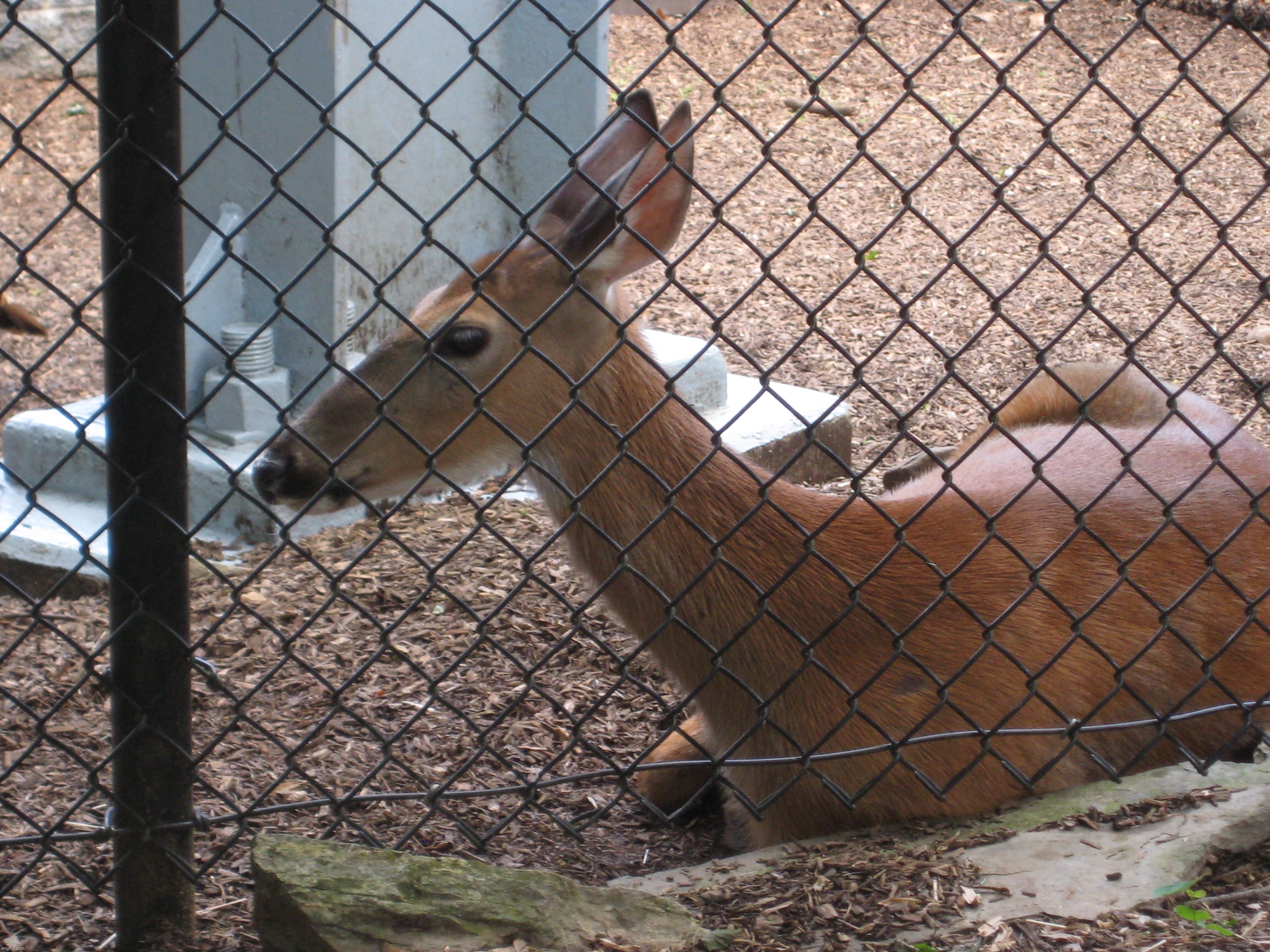 A deer that I saw at Hershey Gardens years ago | image tagged in share your own photos | made w/ Imgflip meme maker