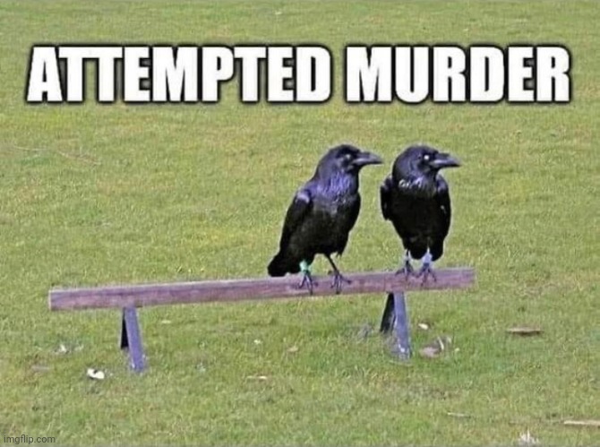 Not a group of ravens | image tagged in raven,bird | made w/ Imgflip meme maker
