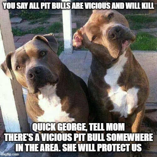 Pit Bulls | YOU SAY ALL PIT BULLS ARE VICIOUS AND WILL KILL; QUICK GEORGE, TELL MOM THERE'S A VICIOUS PIT BULL SOMEWHERE IN THE AREA. SHE WILL PROTECT US | image tagged in pit bulls,family,friends,protection,education,dogs | made w/ Imgflip meme maker
