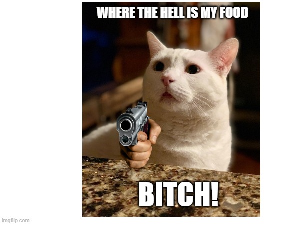 starving |  WHERE THE HELL IS MY FOOD; BITCH! | image tagged in mad cat,fat cat,so hungry,need food now,impatient | made w/ Imgflip meme maker