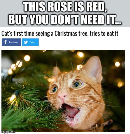 cats be like | THIS ROSE IS RED,
BUT YOU DON'T NEED IT... | image tagged in cats,funny,fun,funny memes,funny meme,lol so funny | made w/ Imgflip meme maker