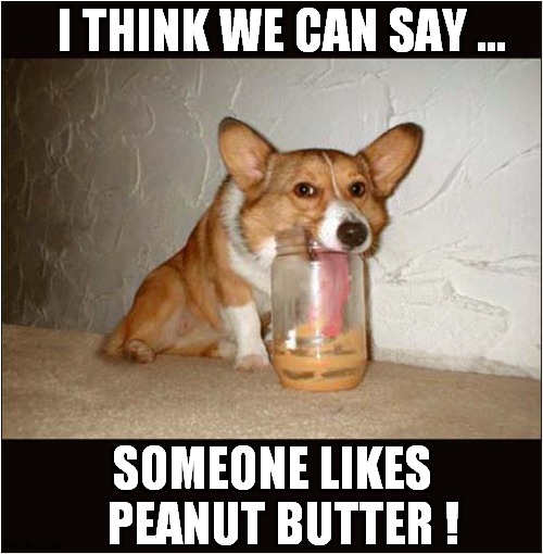 Corgi Desire ! | I THINK WE CAN SAY ... SOMEONE LIKES   PEANUT BUTTER ! | image tagged in dogs,corgi,peanut butter | made w/ Imgflip meme maker