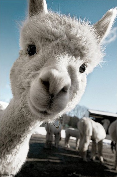 llamas | image tagged in llamas | made w/ Imgflip meme maker