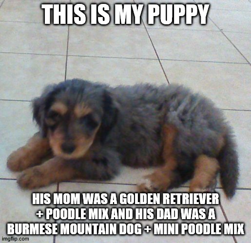 Here is a lil floofy boy to make your day better | THIS IS MY PUPPY; HIS MOM WAS A GOLDEN RETRIEVER + POODLE MIX AND HIS DAD WAS A BURMESE MOUNTAIN DOG + MINI POODLE MIX | image tagged in dog,puppy,fluffy,floof,cute | made w/ Imgflip meme maker