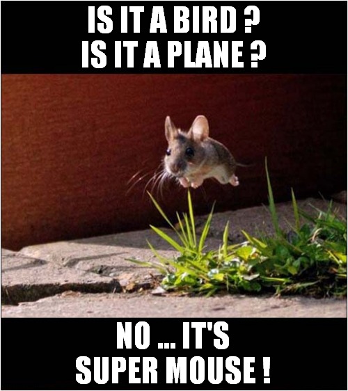 Flying ! | IS IT A BIRD ?
IS IT A PLANE ? NO ... IT'S SUPER MOUSE ! | image tagged in fun,mouse,superman | made w/ Imgflip meme maker
