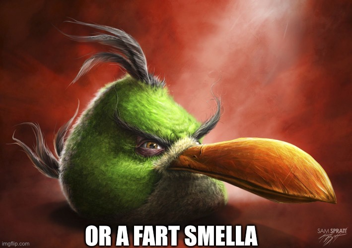 When | OR A FART SMELLA | image tagged in realistic angry bird | made w/ Imgflip meme maker
