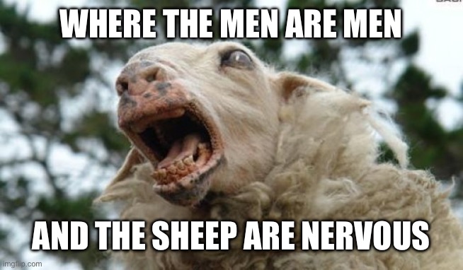 Insert country here | WHERE THE MEN ARE MEN AND THE SHEEP ARE NERVOUS | image tagged in scared sheep,nervous,men,real men,beastiality | made w/ Imgflip meme maker