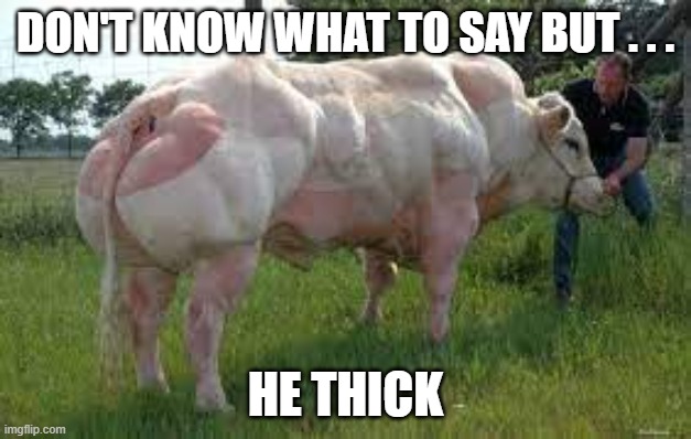 big boi | DON'T KNOW WHAT TO SAY BUT . . . HE THICK | image tagged in cow,buff cow | made w/ Imgflip meme maker