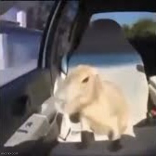 Ok I pull up capybara | image tagged in ok i pull up capybara | made w/ Imgflip meme maker