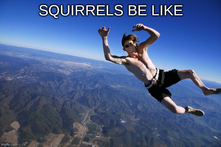 Squirrel go BOING | SQUIRRELS BE LIKE | image tagged in skydive without a parachute | made w/ Imgflip meme maker