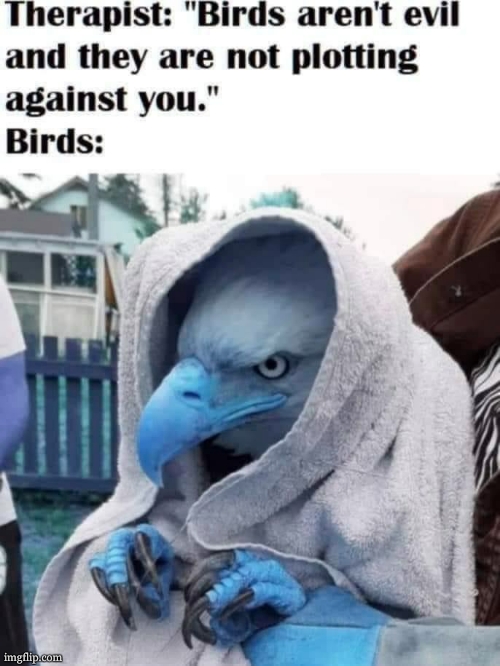 Birds are evil | image tagged in birds are evil | made w/ Imgflip meme maker