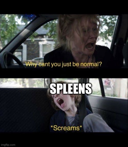 Babadook Scream | SPLEENS | image tagged in babadook scream | made w/ Imgflip meme maker