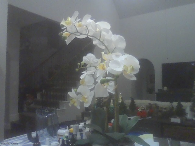 Fake potted Orchid plant that my family has | made w/ Imgflip meme maker