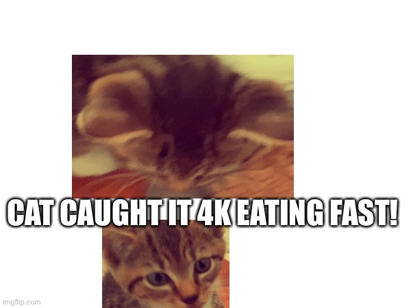 CAT CAUGHT IT 4K EATING FAST! | image tagged in cats,cat,cute,cute cat,baby | made w/ Imgflip meme maker