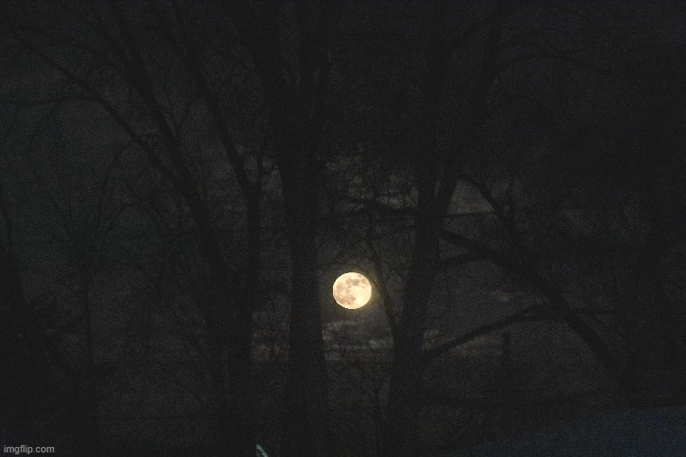 Full moon tonight from my back yard | image tagged in full moon,kewlew | made w/ Imgflip meme maker