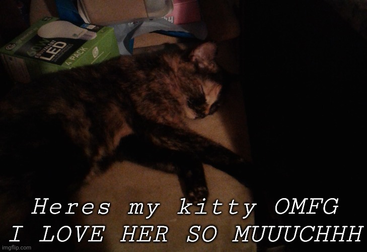 Sorry for the bad lighting | Heres my kitty OMFG I LOVE HER SO MUUUCHHH | image tagged in cat | made w/ Imgflip meme maker