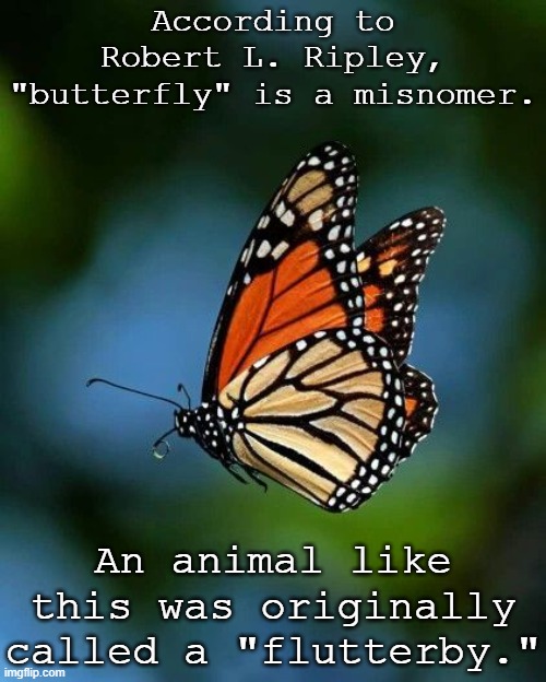Misspelled? | According to
Robert L. Ripley, "butterfly" is a misnomer. An animal like this was originally called a "flutterby." | image tagged in butterfly,insect | made w/ Imgflip meme maker