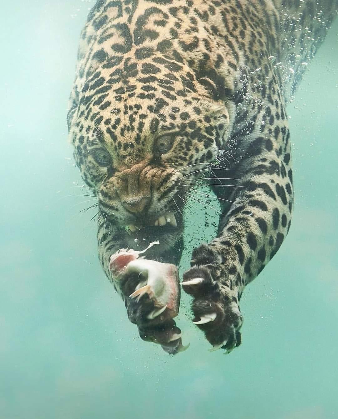 Jaguar dives to catch food Blank Meme Template