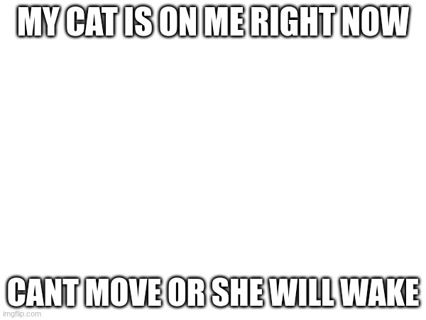 MY CAT IS ON ME RIGHT NOW; CANT MOVE OR SHE WILL WAKE | image tagged in blank | made w/ Imgflip meme maker
