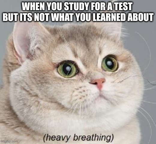Me on a monday |  WHEN YOU STUDY FOR A TEST 
BUT ITS NOT WHAT YOU LEARNED ABOUT | image tagged in memes,heavy breathing cat,relatable,real life | made w/ Imgflip meme maker