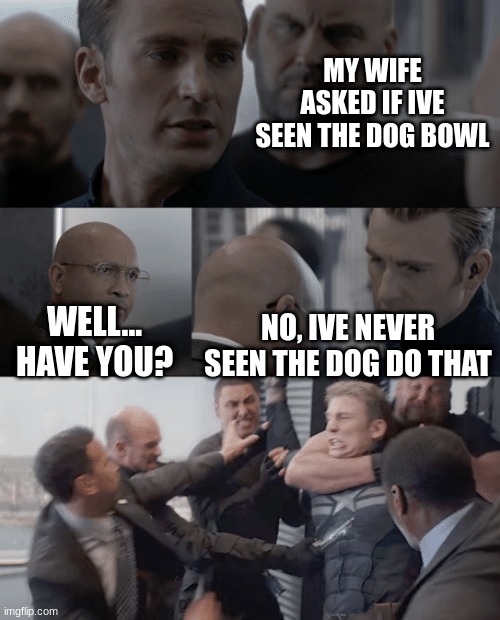 The bowling dog | MY WIFE ASKED IF IVE SEEN THE DOG BOWL; WELL... HAVE YOU? NO, IVE NEVER SEEN THE DOG DO THAT | image tagged in captain america elevator,dog,dad joke,funny,memes,dankmemes | made w/ Imgflip meme maker