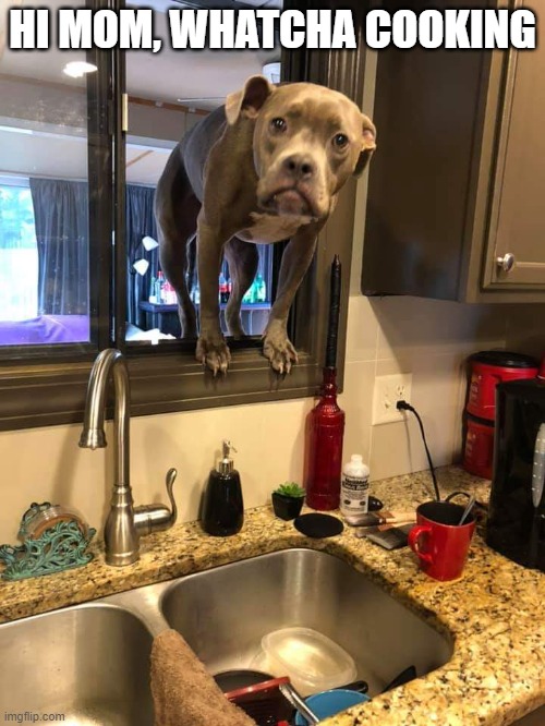 Hungry Hungry pit bull | HI MOM, WHATCHA COOKING | image tagged in pit bull,dogs,pet humor,food,family,curiosity | made w/ Imgflip meme maker