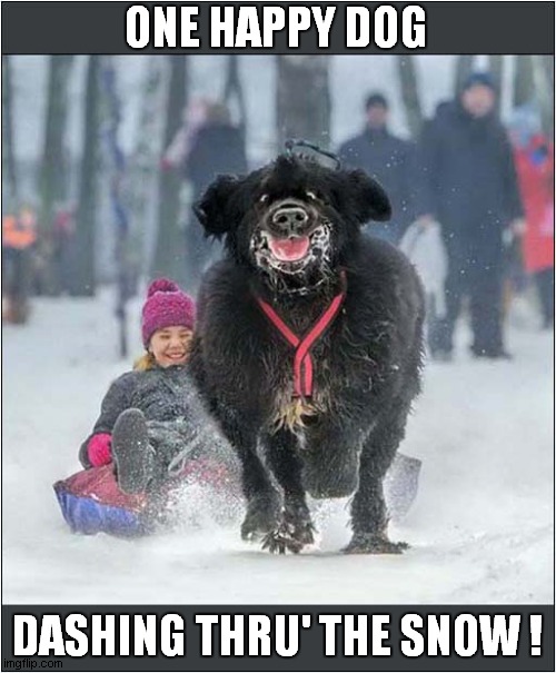 Look At Those Smiles ! | ONE HAPPY DOG; DASHING THRU' THE SNOW ! | image tagged in dogs,snow,sledding | made w/ Imgflip meme maker