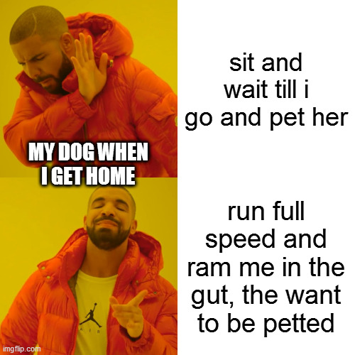 dogs | sit and wait till i go and pet her; MY DOG WHEN I GET HOME; run full speed and ram me in the gut, the want to be petted | image tagged in memes,drake hotline bling | made w/ Imgflip meme maker