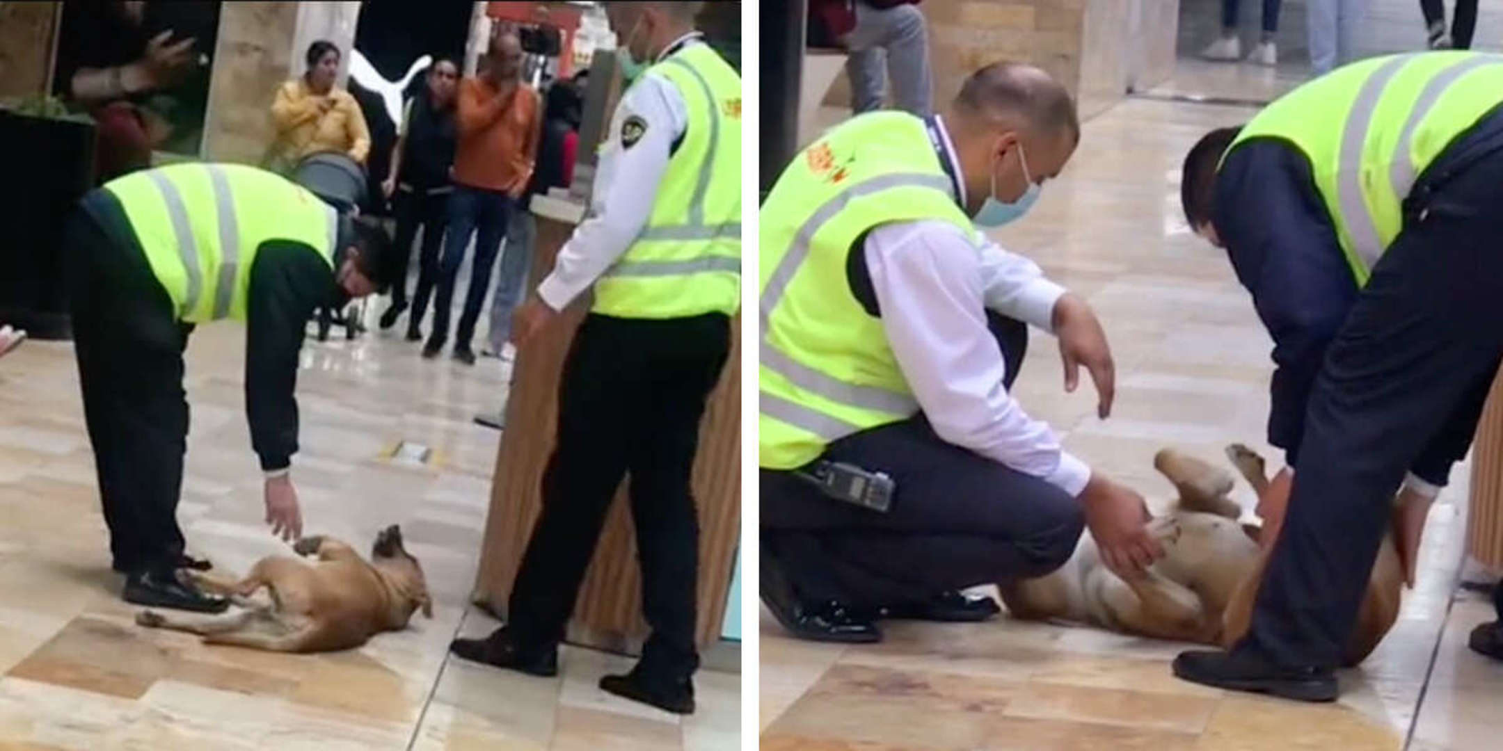 Mall Doggo Blank Meme Template