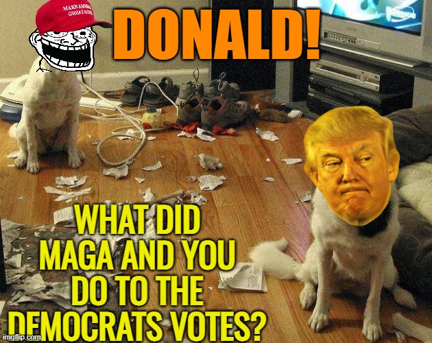 Dog tears up paper | DONALD! WHAT DID MAGA AND YOU DO TO THE DEMOCRATS VOTES? | image tagged in dog tears up paper | made w/ Imgflip meme maker