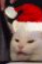 cat with Xmas hat Blank Meme Template
