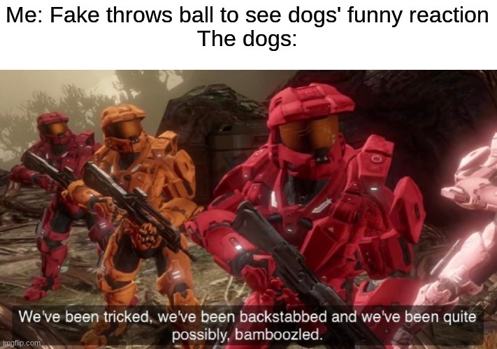 faked out juked out bamboozled | Me: Fake throws ball to see dogs' funny reaction
The dogs: | image tagged in we've been tricked,funny,memes,fun | made w/ Imgflip meme maker