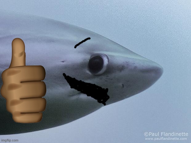 Awkward Shark | image tagged in awkward shark | made w/ Imgflip meme maker