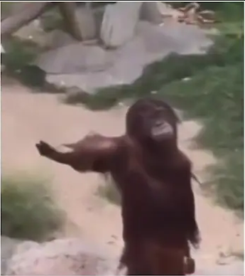 High Quality Orangutan Give me Blank Meme Template