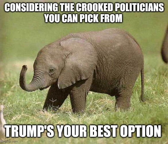 Baby elephant | CONSIDERING THE CROOKED POLITICIANS
YOU CAN PICK FROM TRUMP'S YOUR BEST OPTION | image tagged in baby elephant | made w/ Imgflip meme maker