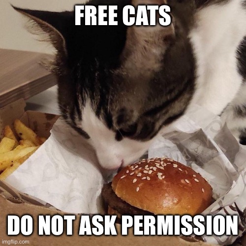 FREE CATS; DO NOT ASK PERMISSION | made w/ Imgflip meme maker