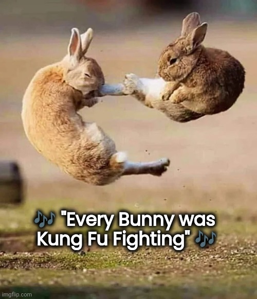 I love that Song ! | 🎶 "Every Bunny was 
Kung Fu Fighting" 🎶 | image tagged in kung fu,bunny,this is where the fun begins,classic pop,sing a long | made w/ Imgflip meme maker