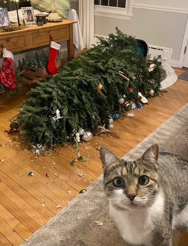 Cats Christmas Blank Meme Template