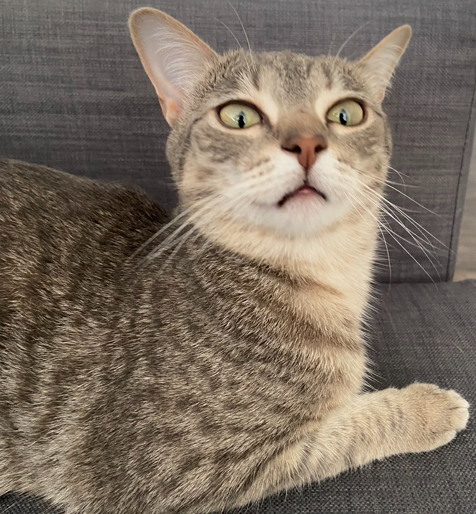 High Quality Cat face Blank Meme Template