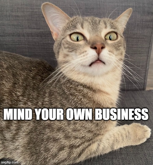 Mind your own business | MIND YOUR OWN BUSINESS | image tagged in cat face | made w/ Imgflip meme maker