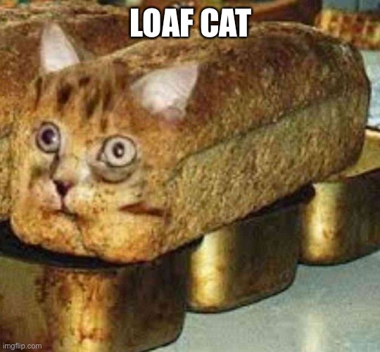 Lmaoo | LOAF CAT | made w/ Imgflip meme maker